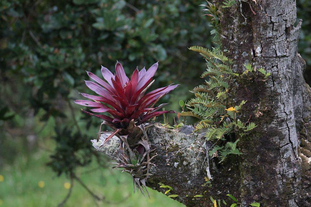 Bromelia